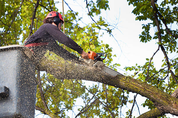 Best Lawn Watering Services  in Gold Key Lake, PA
